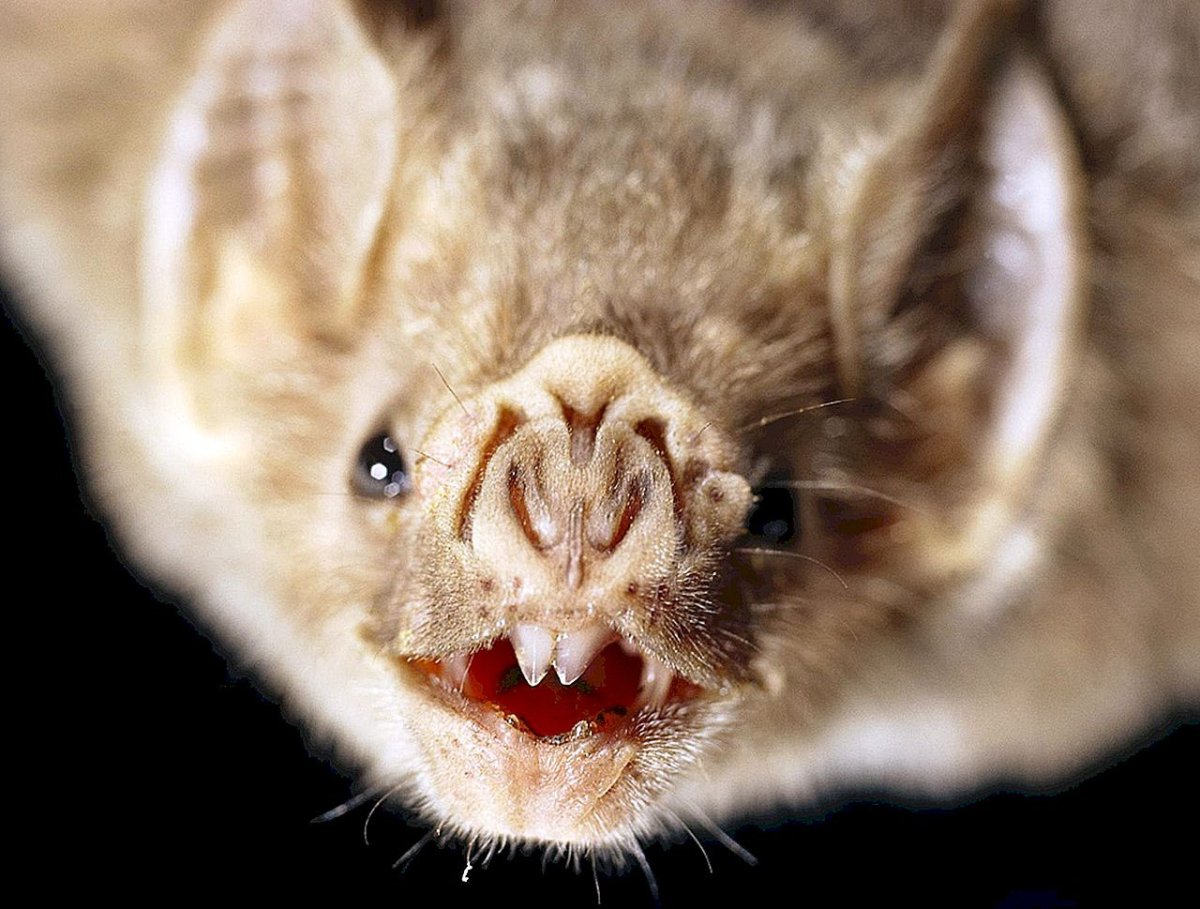 Летучая мышь мордочка