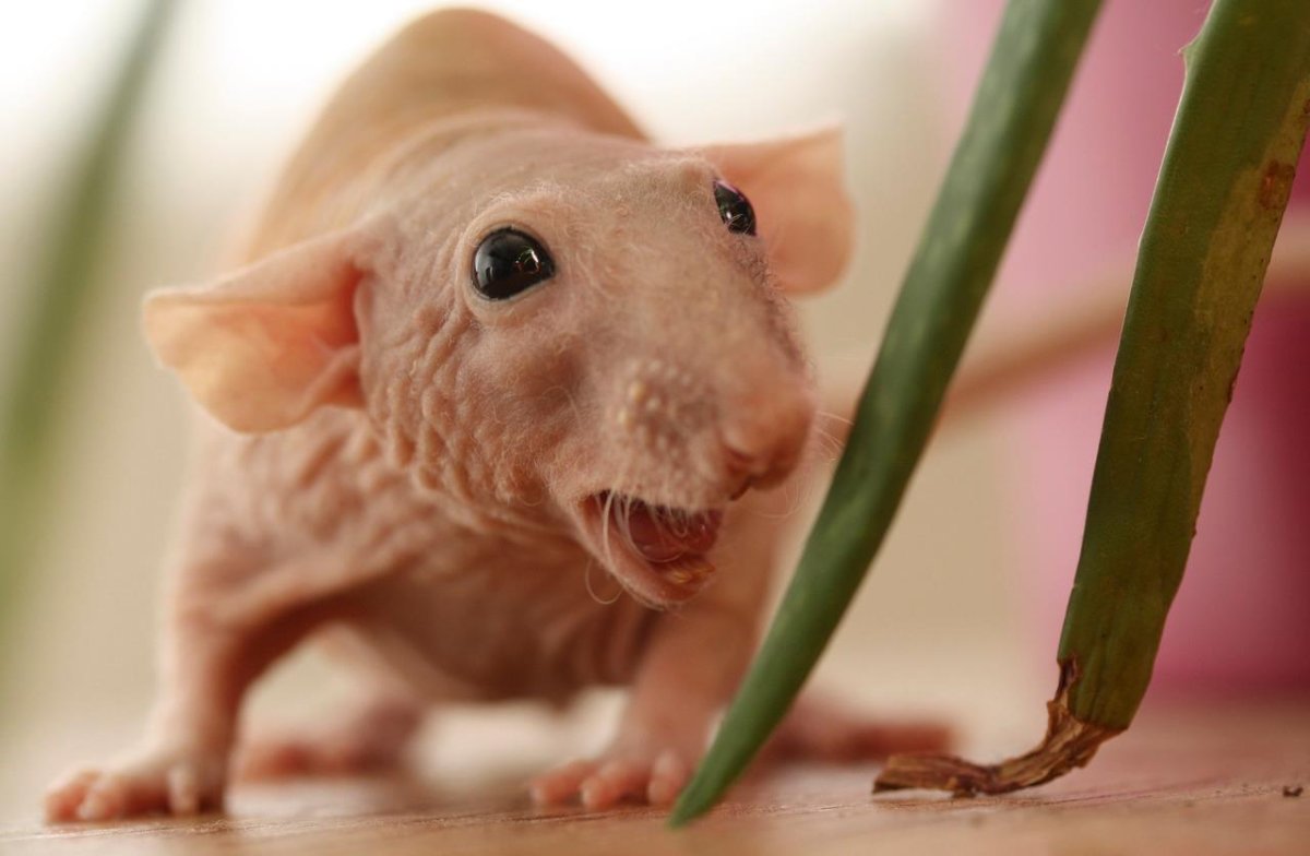 Крыса Дамбо сфинкс