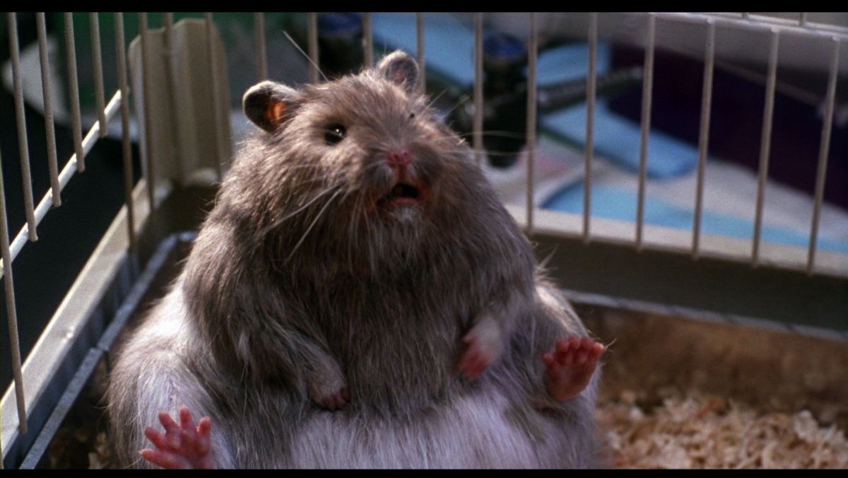 Чокнутый профессор и хомячки