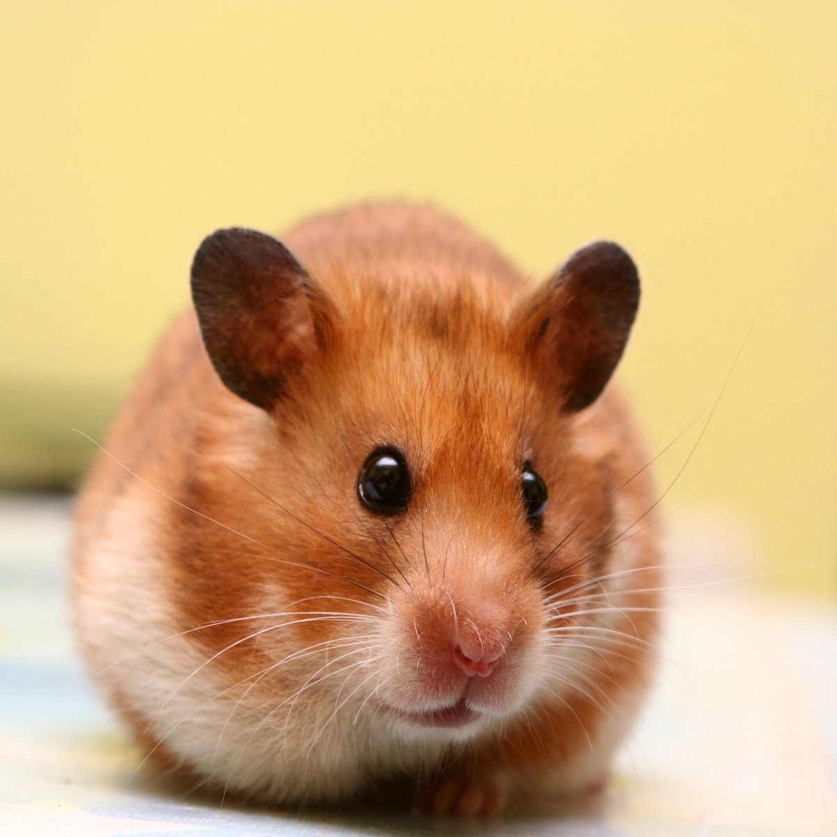 Корейский хомяк