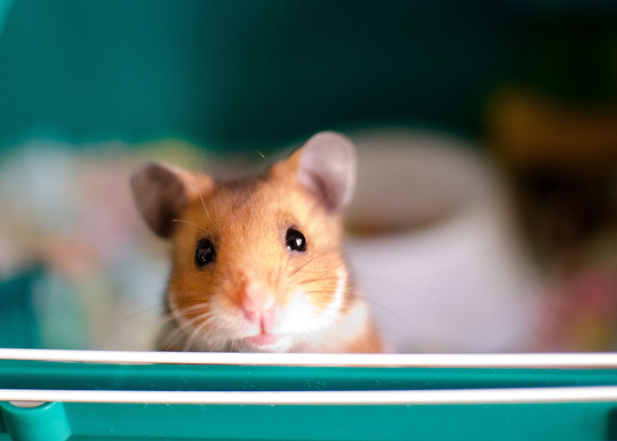 Сиамские хомячки