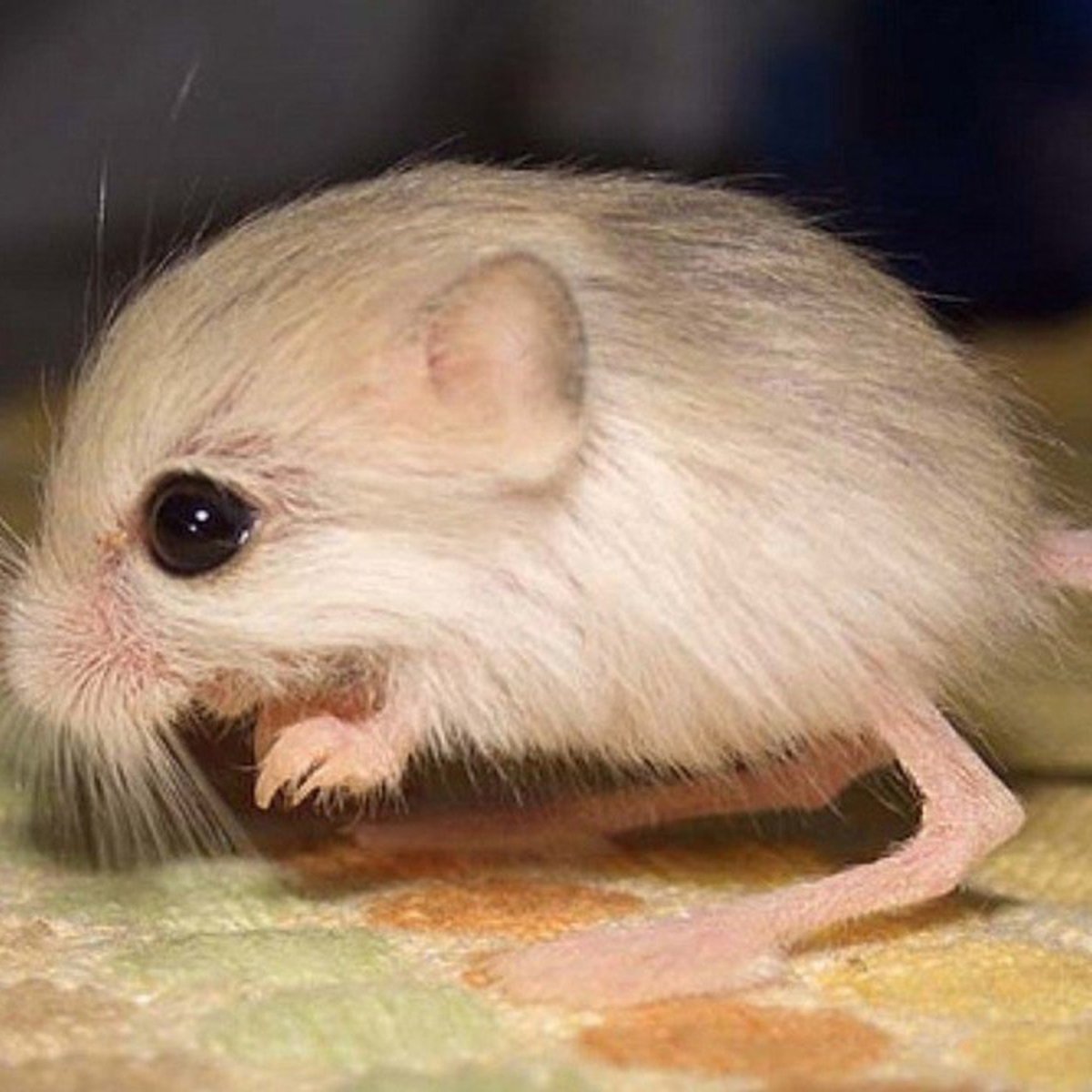 Карликовый тушканчик