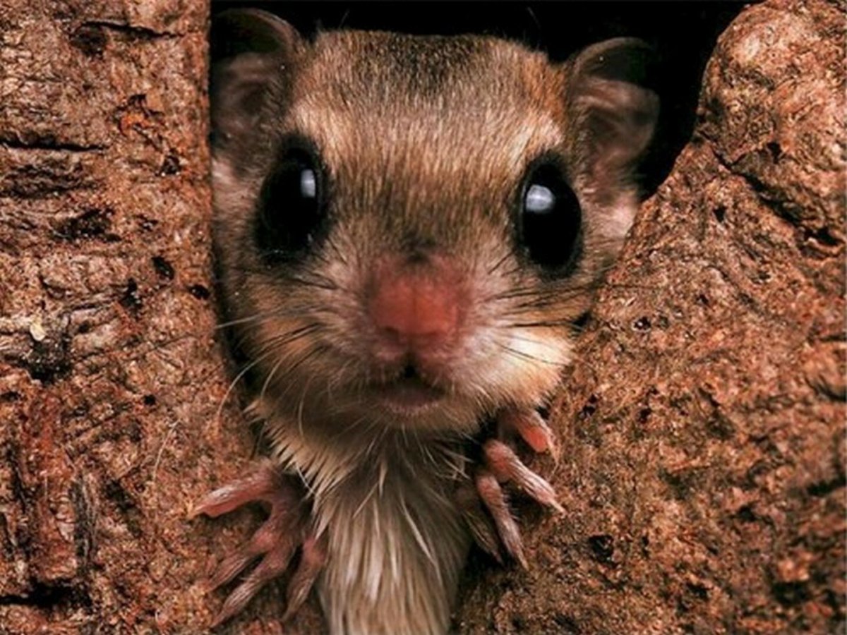 Тушканчик смешной