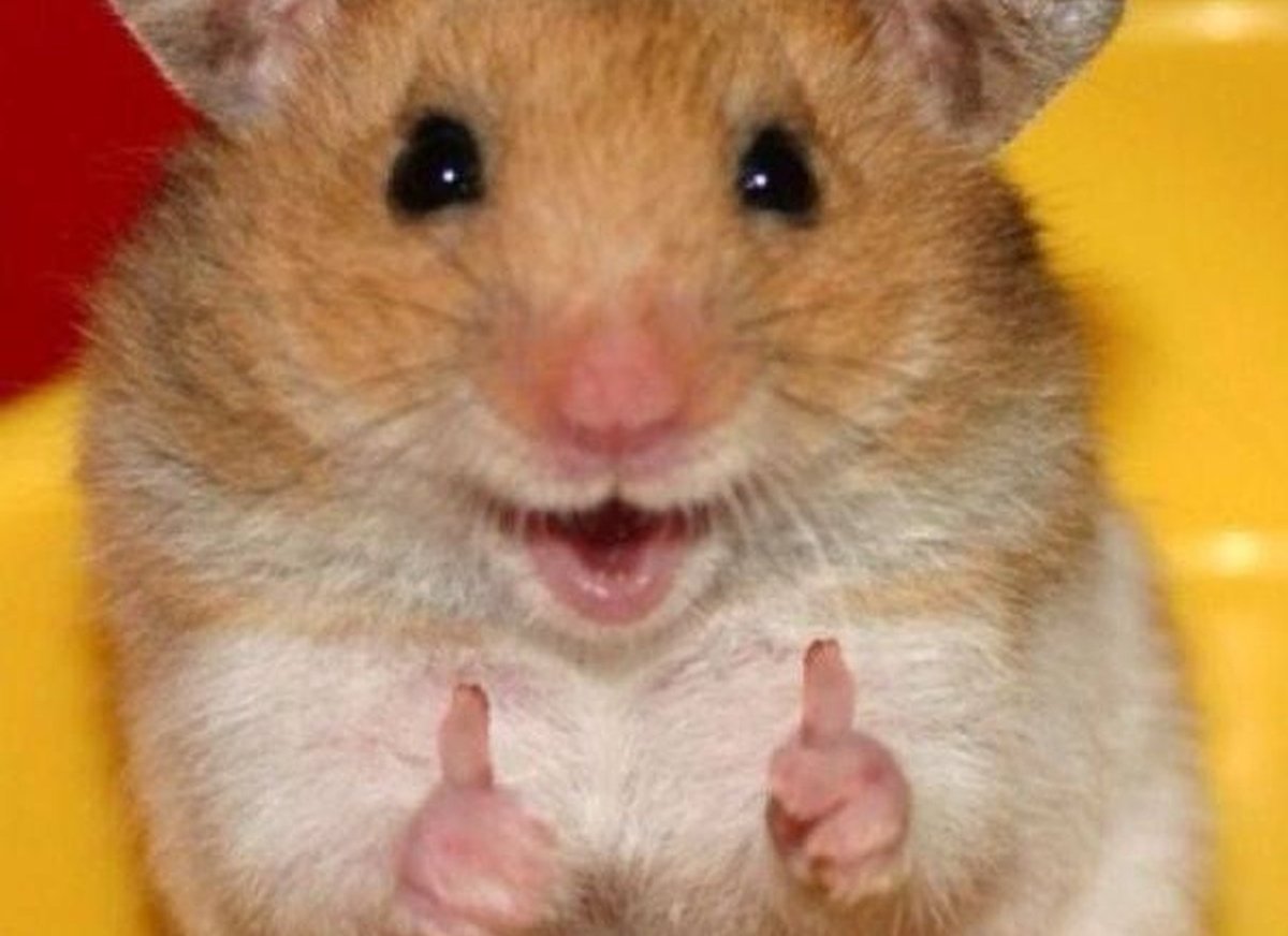 Морская Свинка короткошерстная