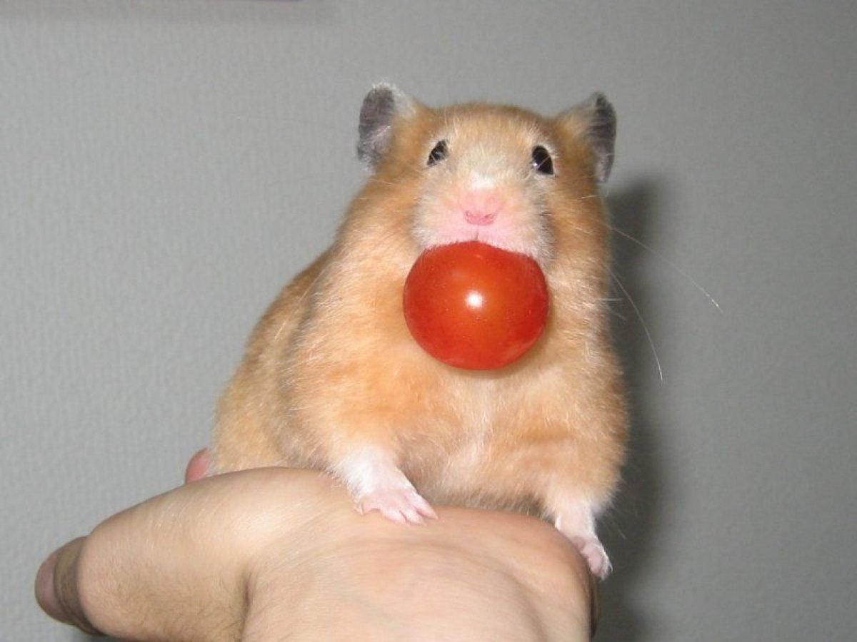 Улыбчивый хомяк