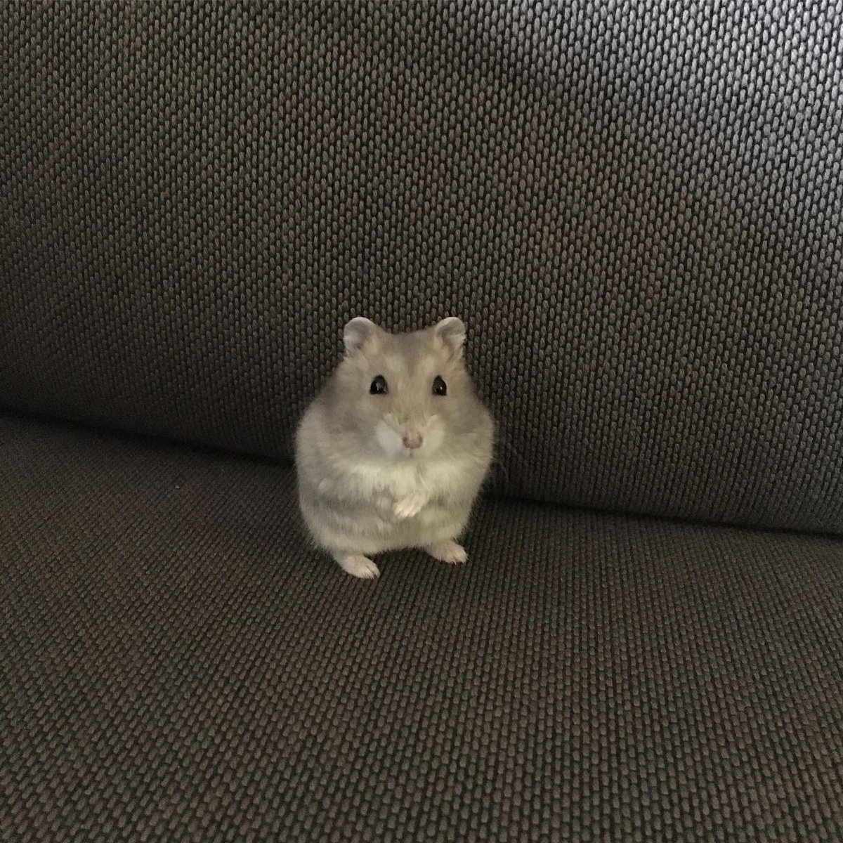 ООО ООО ООО Мем с хомяком