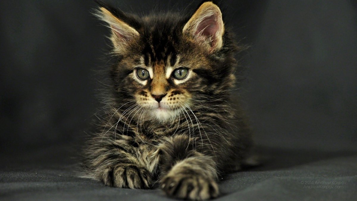 Мейн кун ( черный черепаховый с белым)