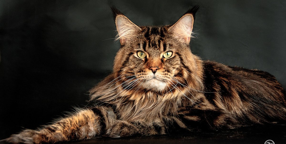 Кот Мейн кун фото