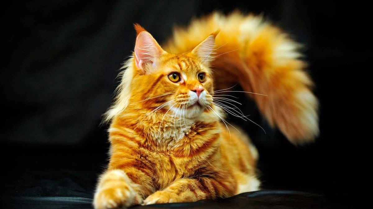 Коты Мейн кун