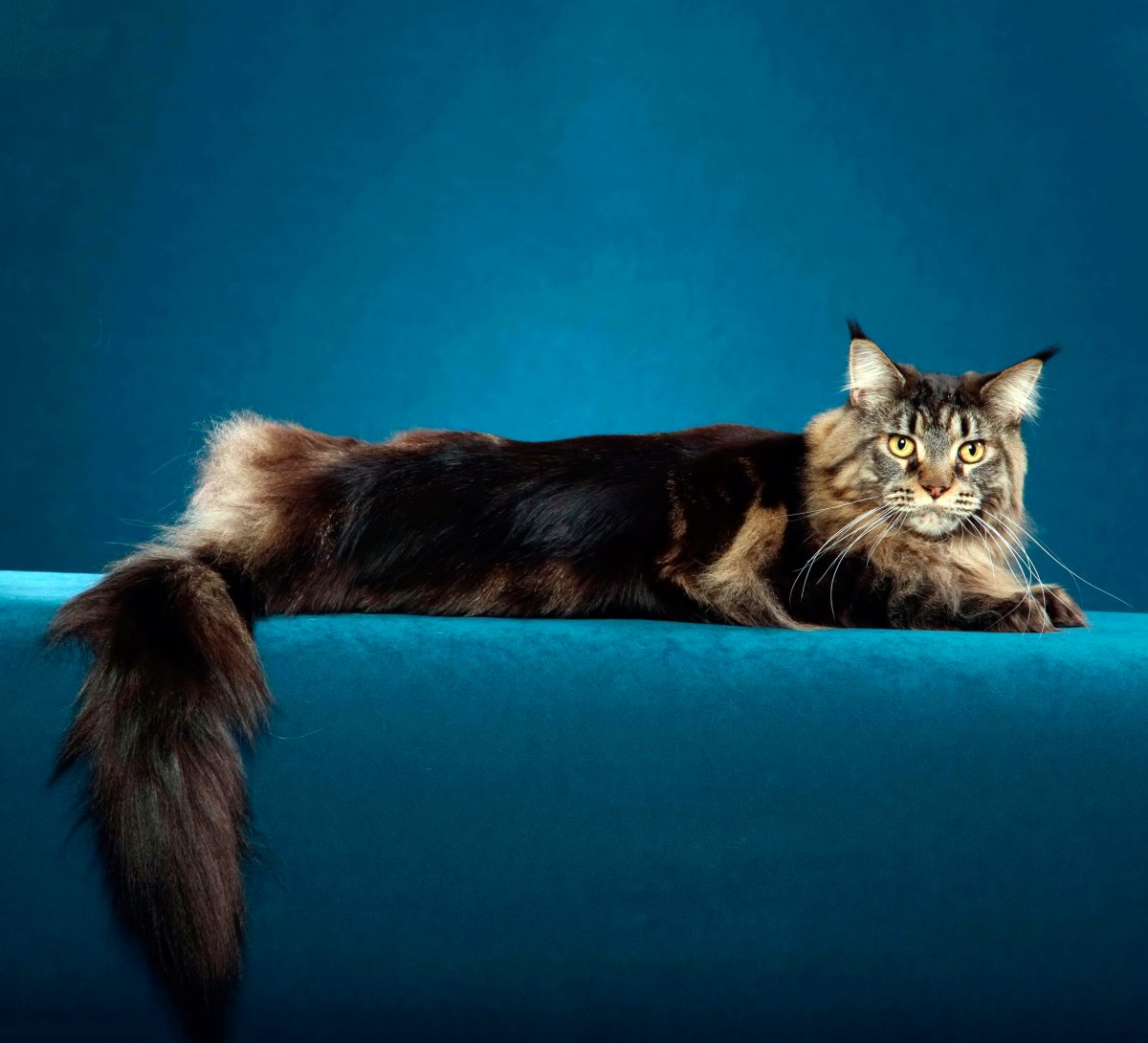 Кот Мейн кун фото