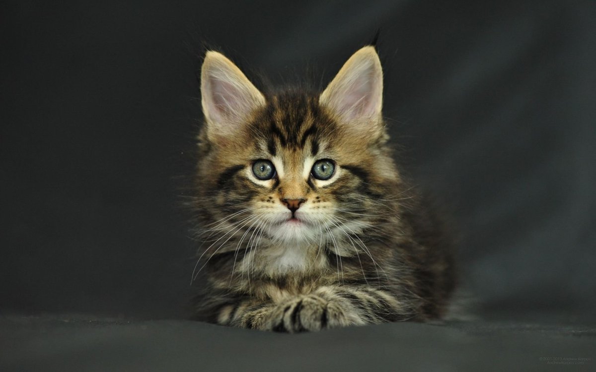 Сибирская кошка