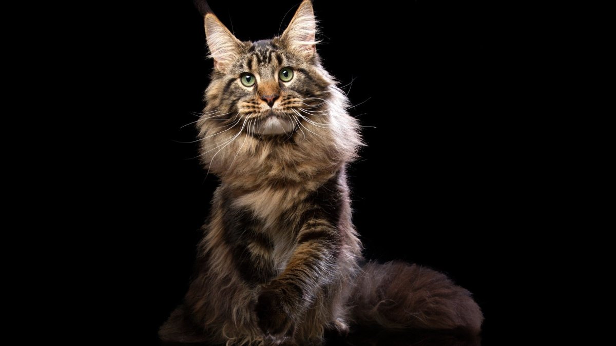 Кот Мейн кун черный