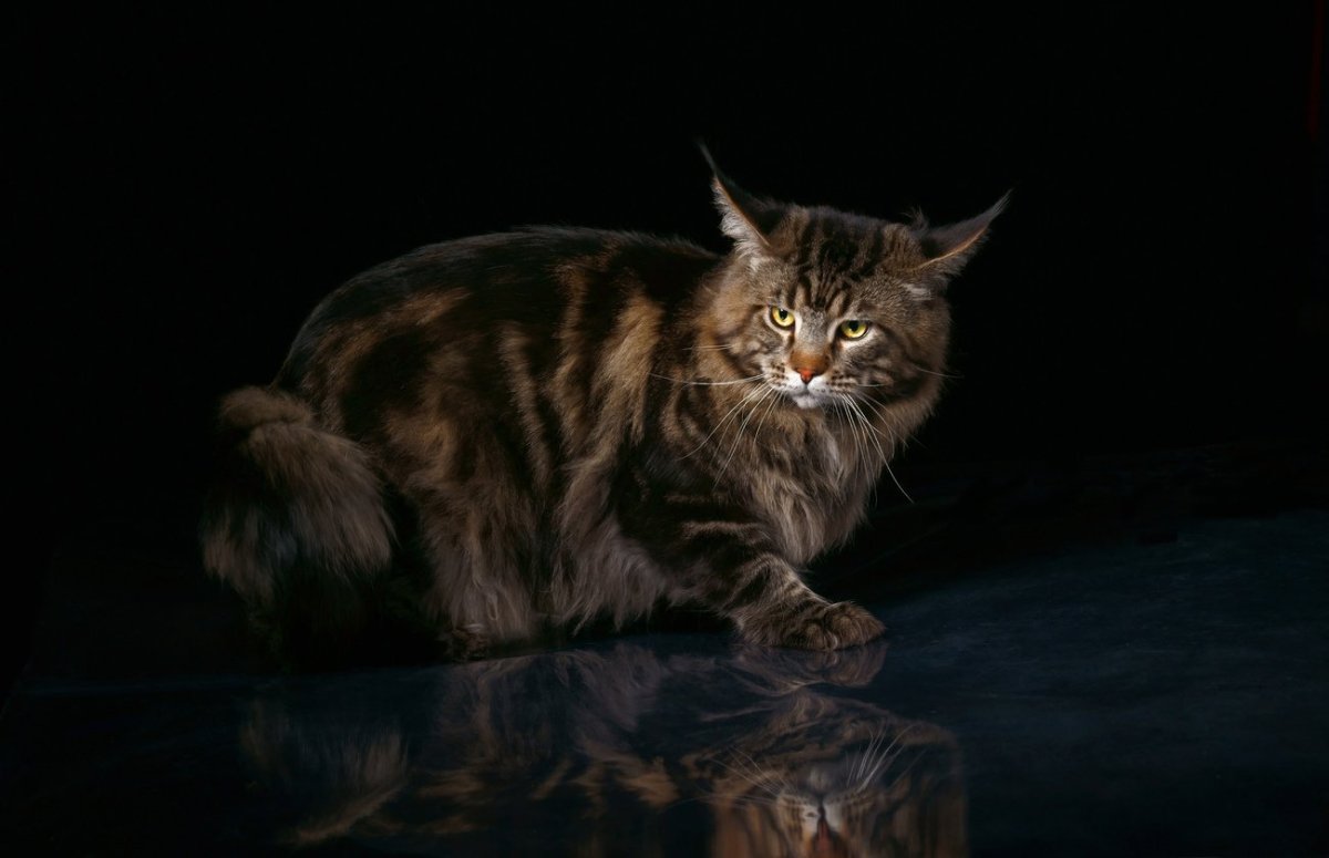 Мейн кун черный мрамор фото