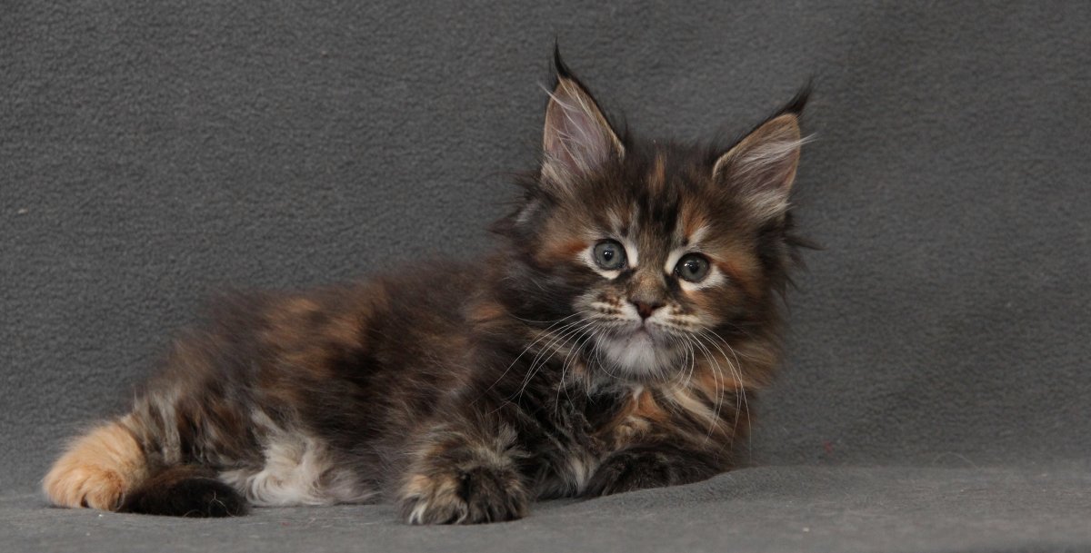 Мейн кун 2021