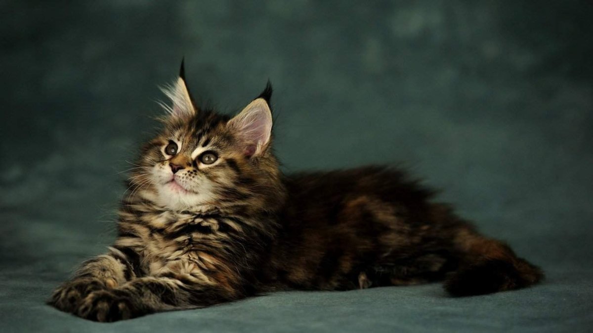 Мейн куны котята