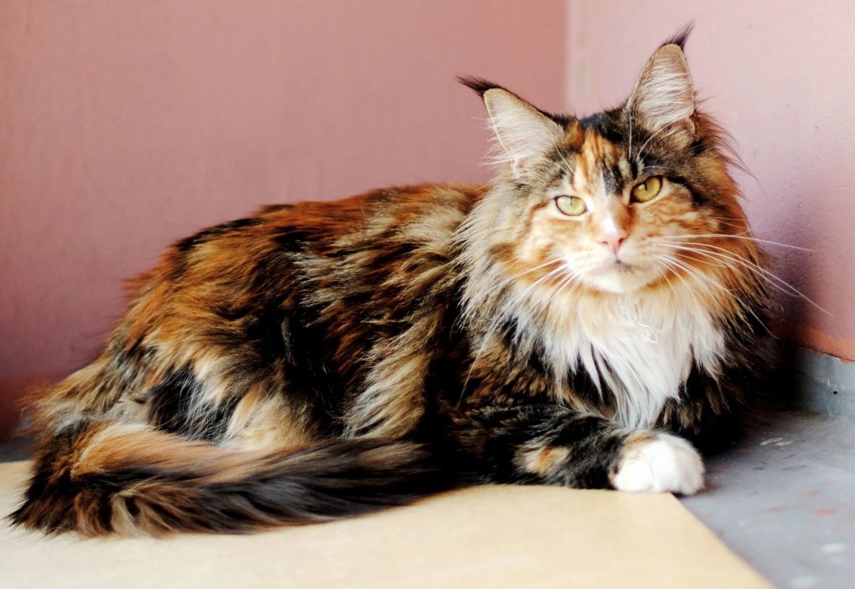 Трёхцветная кошка Мейн кун