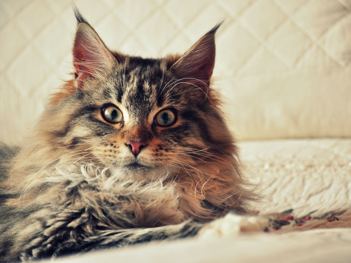 Мейн куны котята