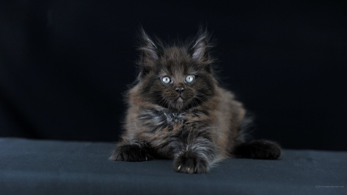 Фото Мейн-кунов котов