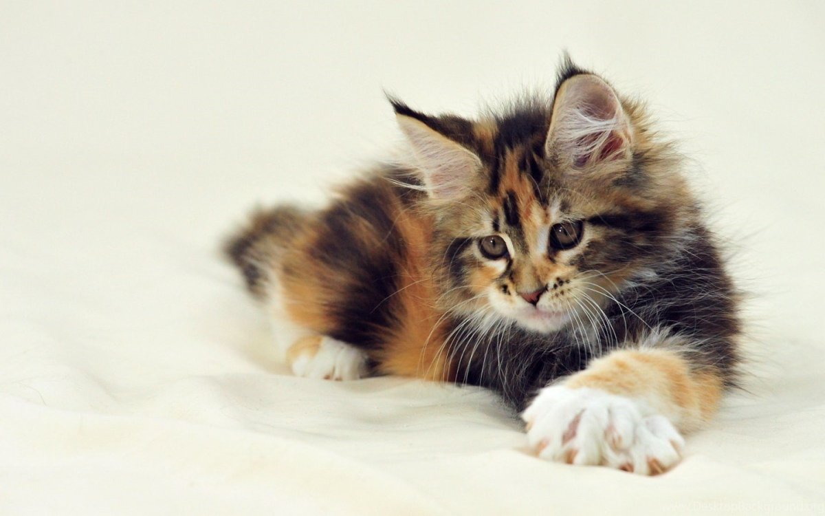 Трехцветные Мейн куны котята