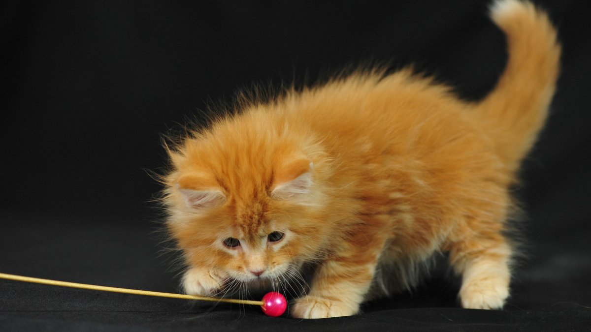 Обои с котятами