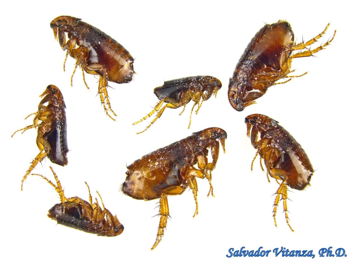 Комариный Рой