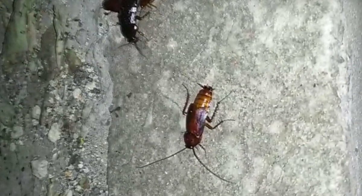 Жуки домашние питомцы