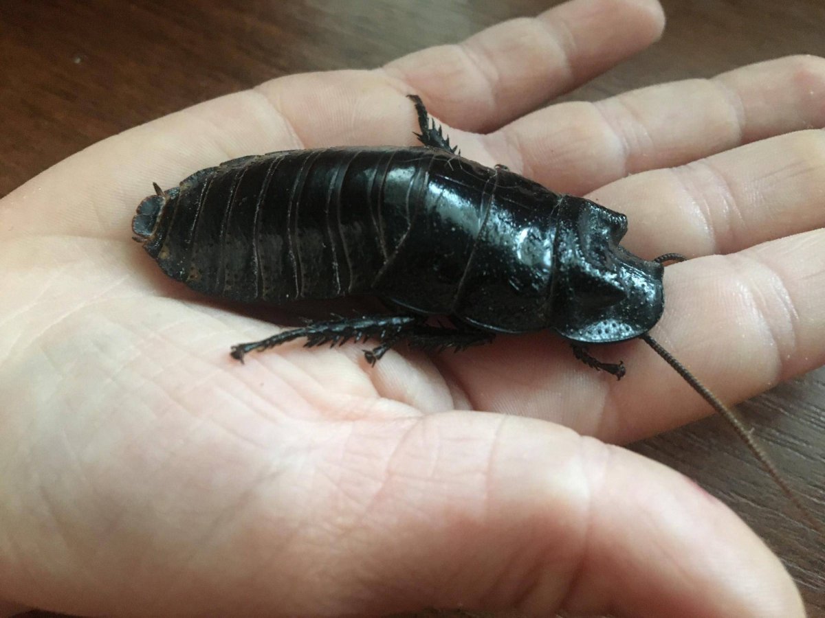 Марвей под микроскопом