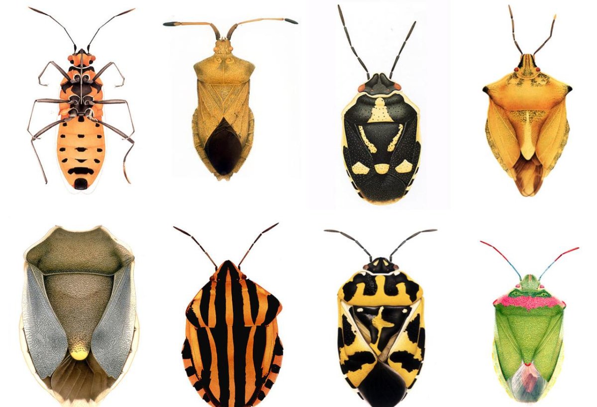 Черные канализационные тараканы