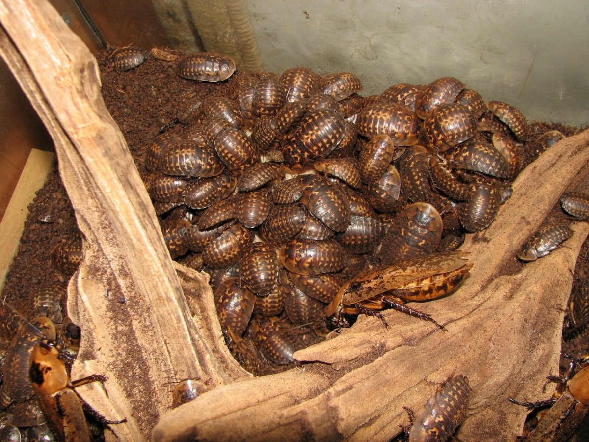 Черный Восточный таракан (Blatta orientalis)