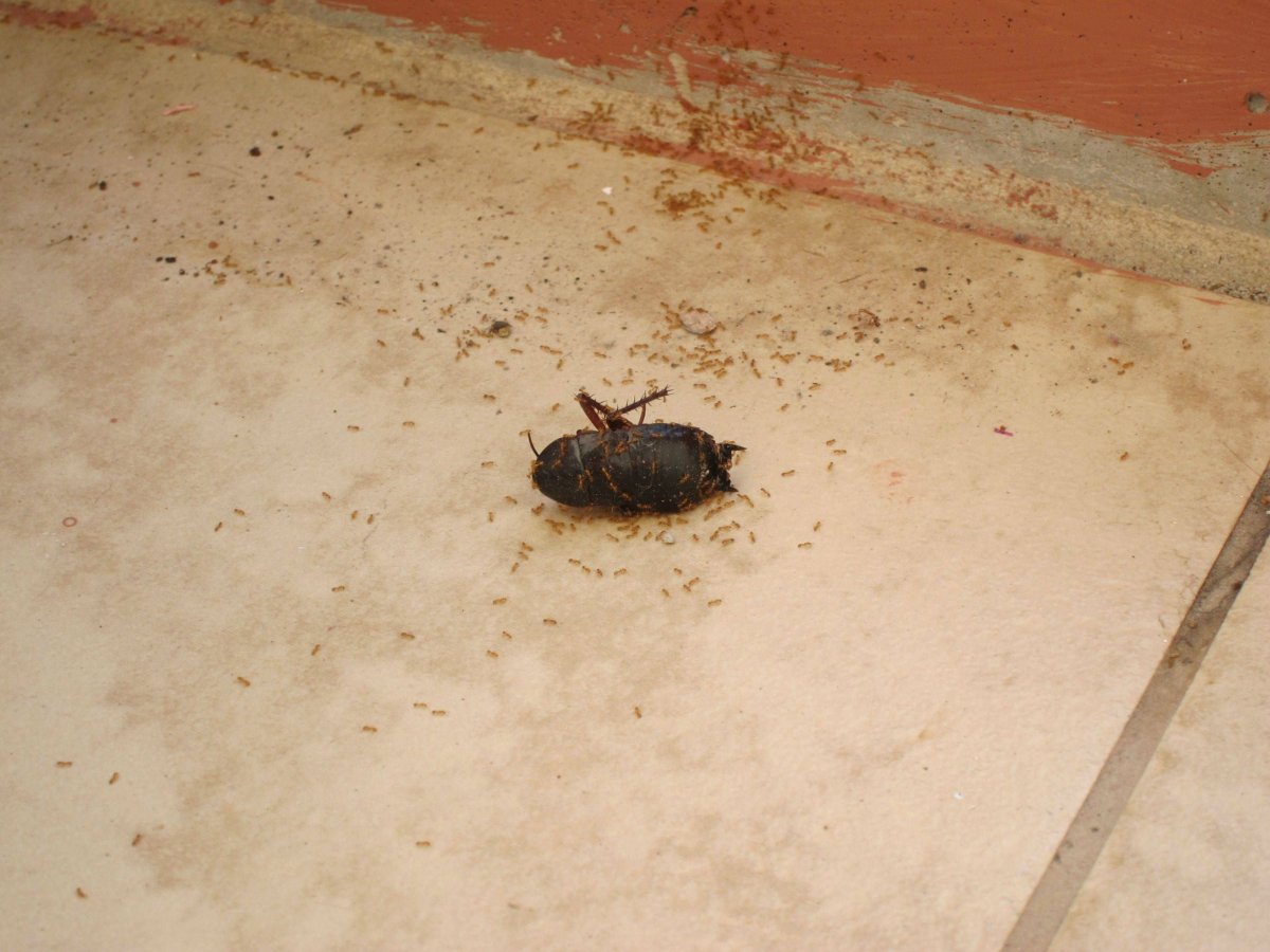 Подвальные насекомые в квартире