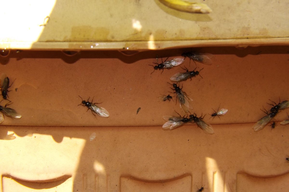 Муха жужелица