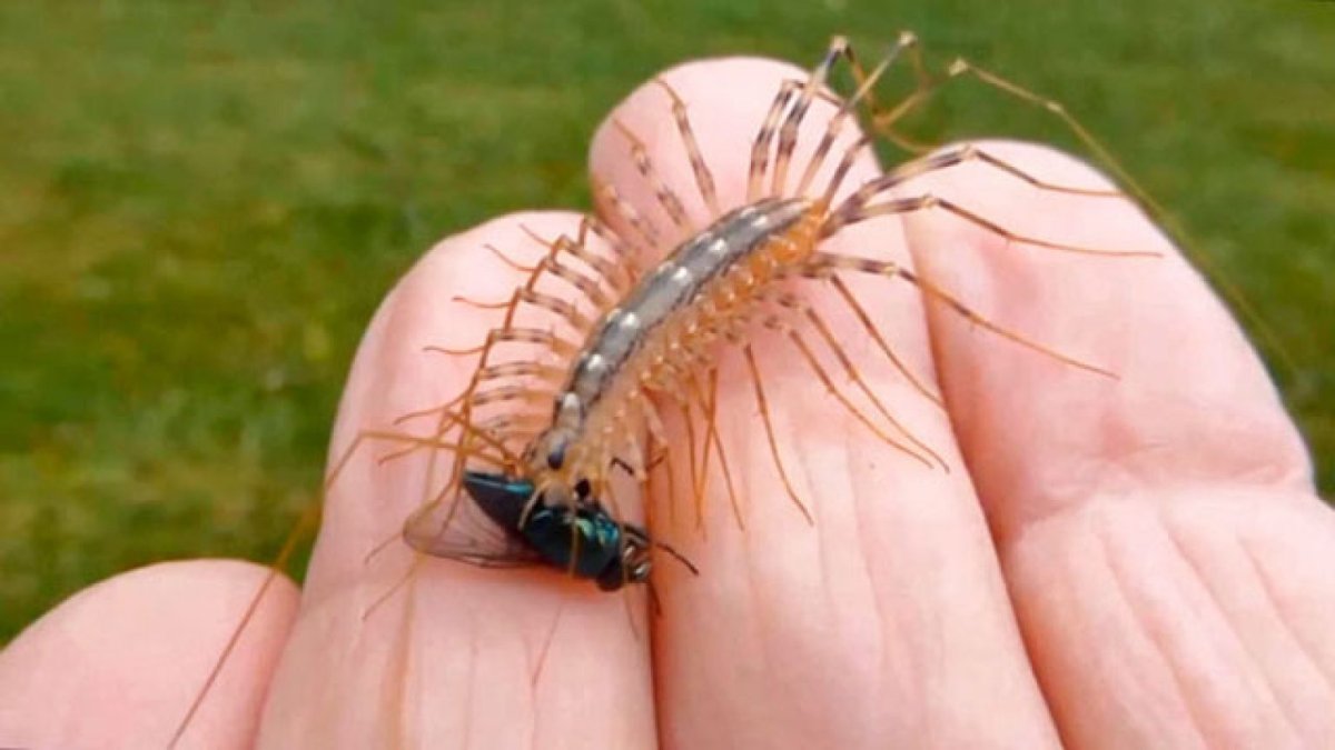 Таракановые черные