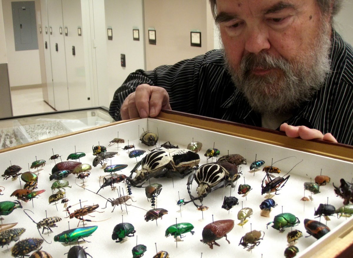 Маленькие чернышки мошки