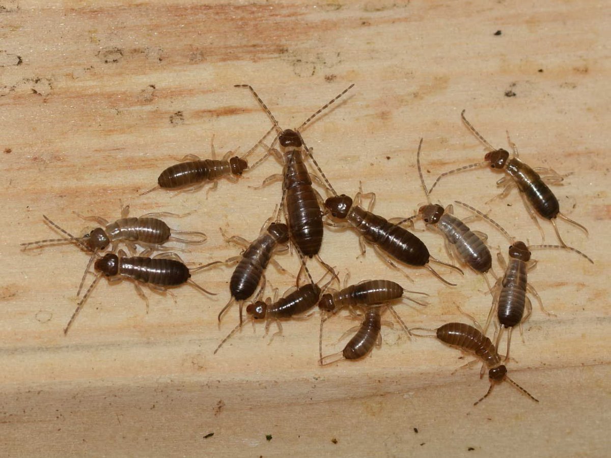 Мошки от сырости в квартире