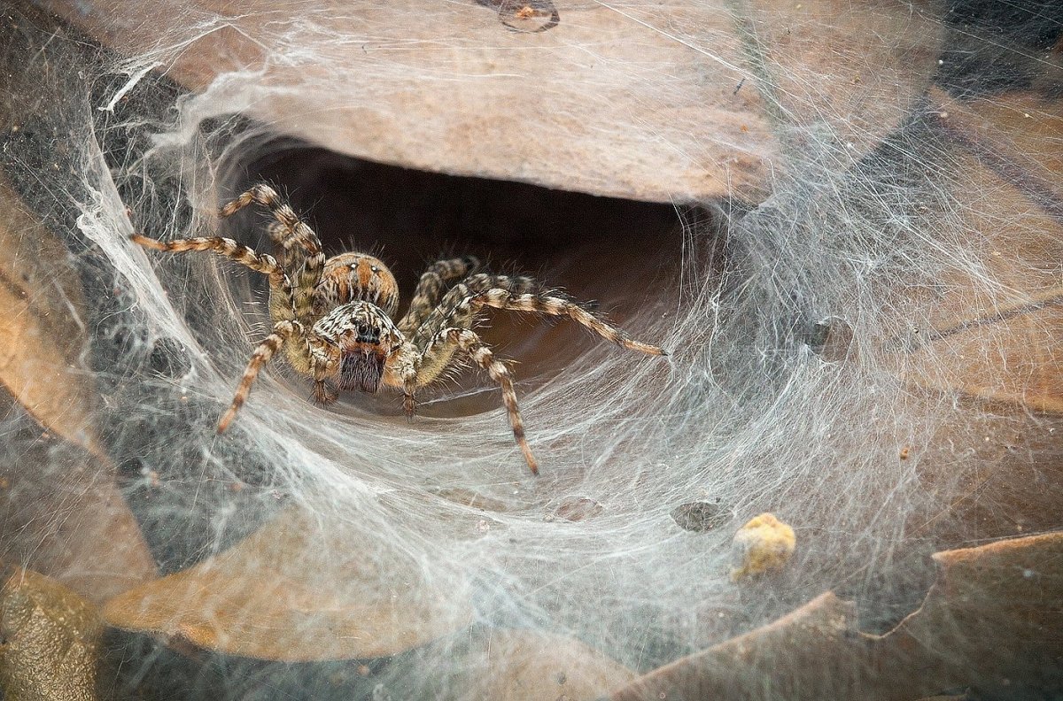 Черный Жук осоед