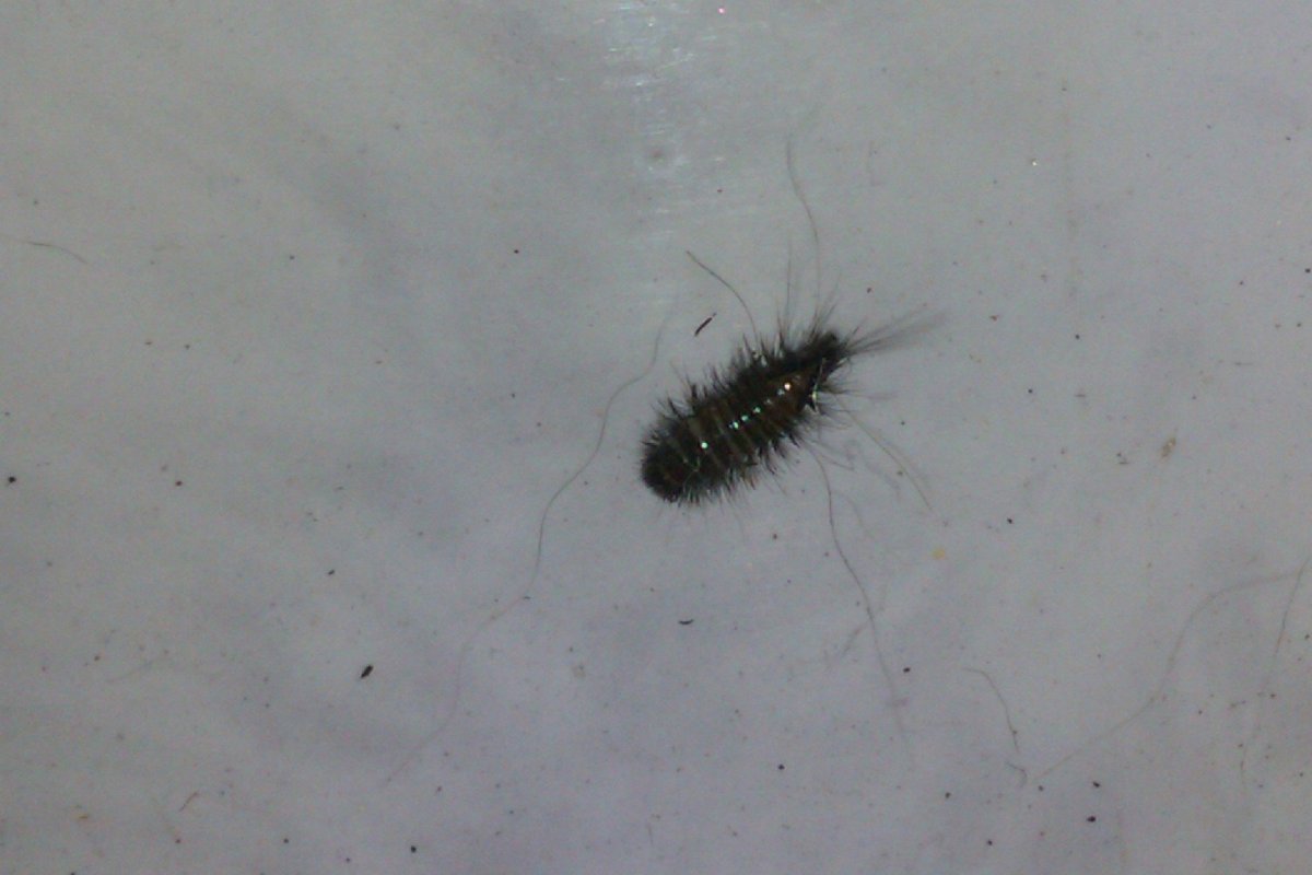 Насекомые клопы постельные