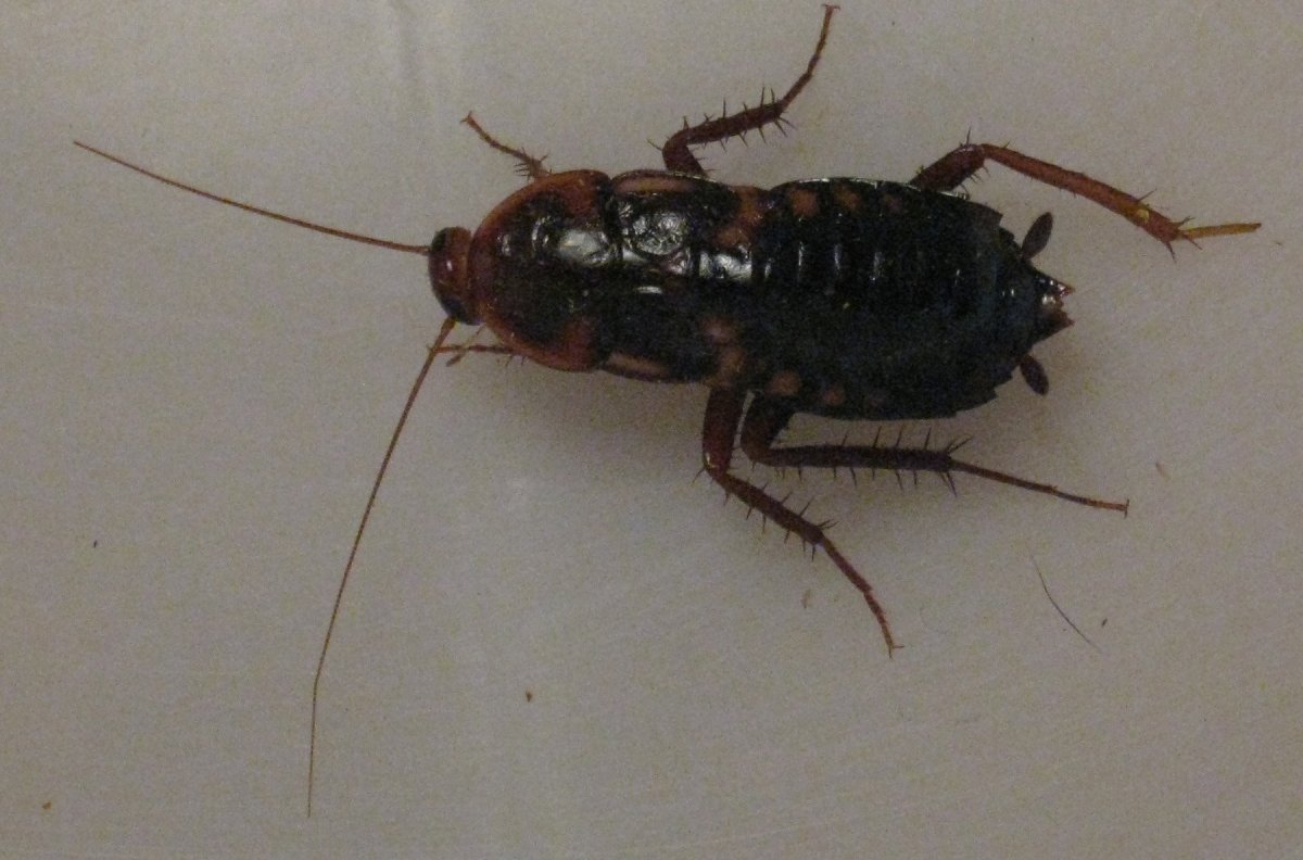 Сверчок домовый яйцеклад