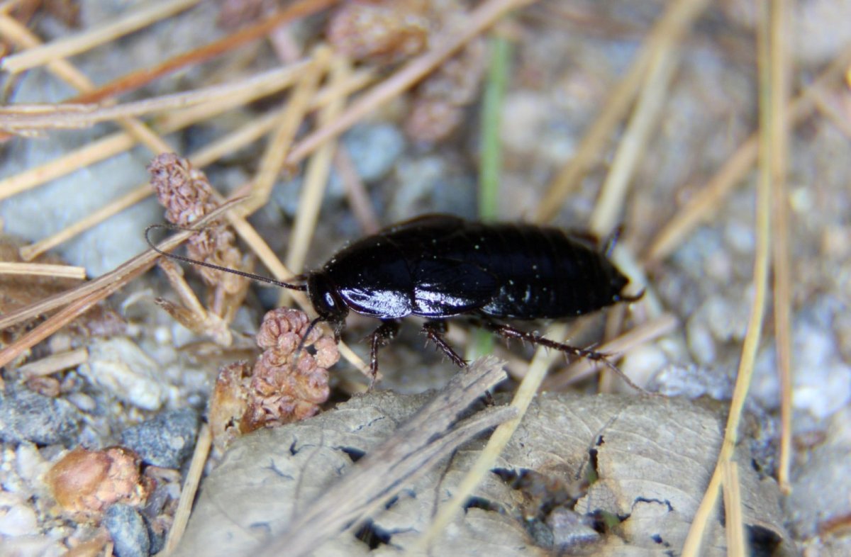 Корнелия бабочка насекомое