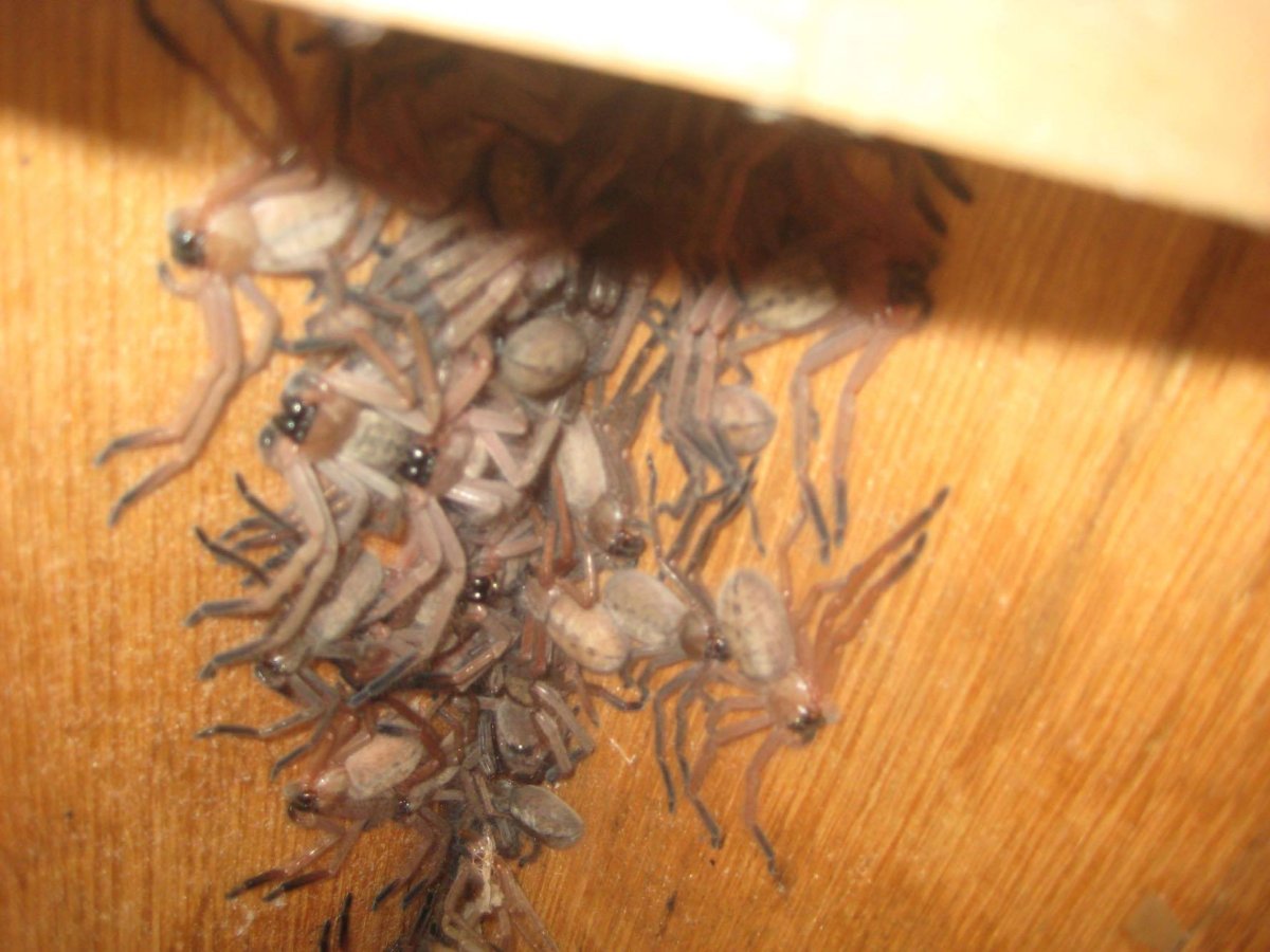 Африканская многоножка кивсяк