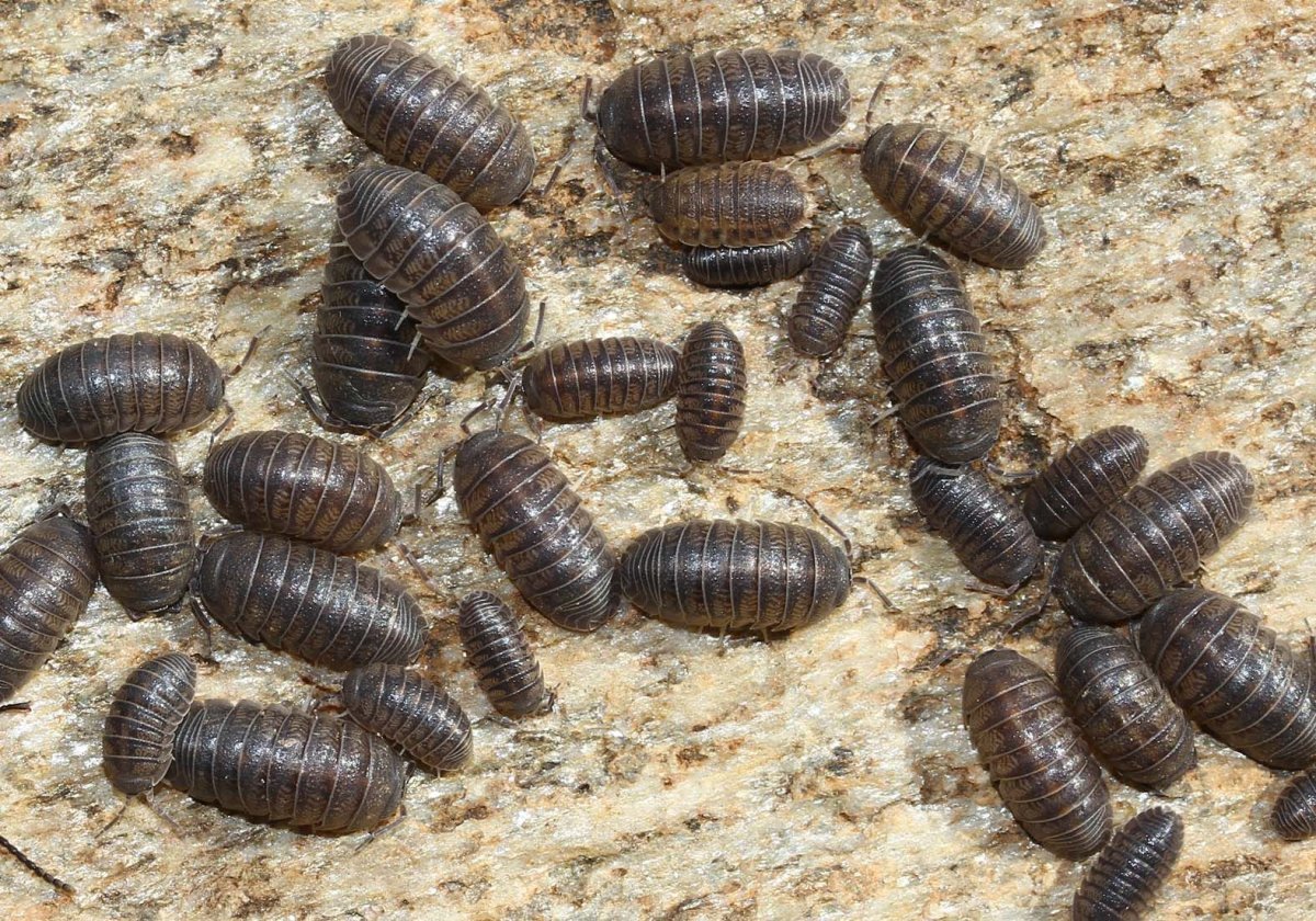 Таракан мадагаскарский, архимандрит