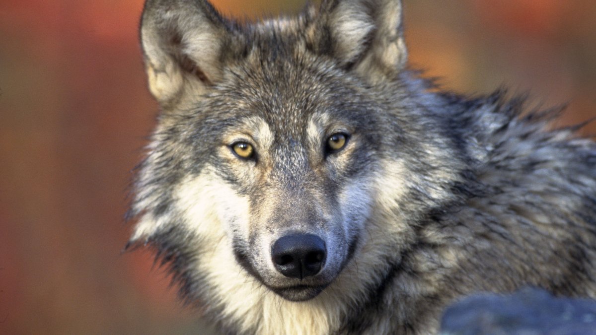 Мексиканский Лобо