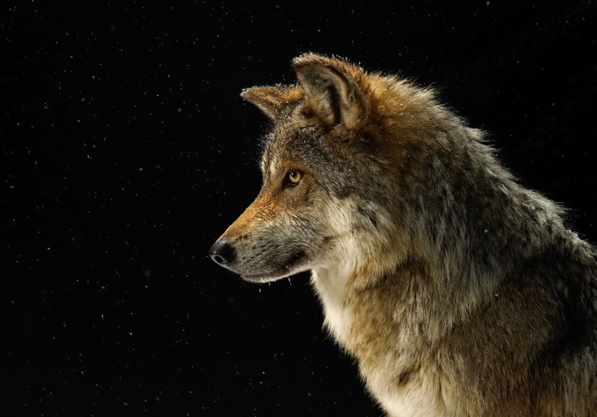 Бурый волк морда