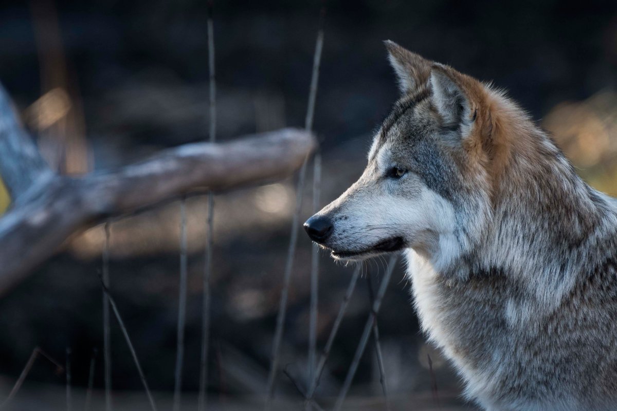 Белый волк в профиль