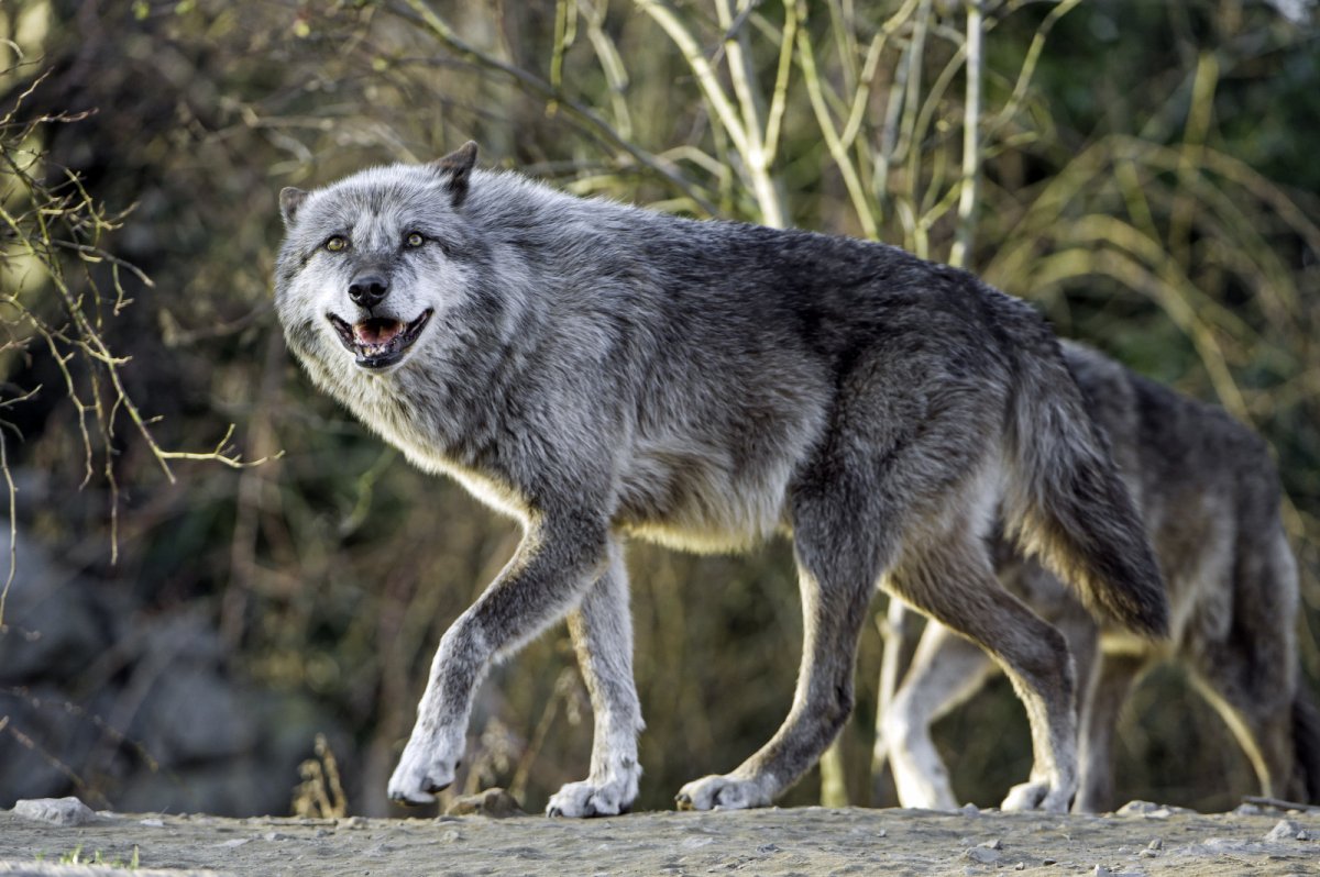 Волки Западного Кавказа