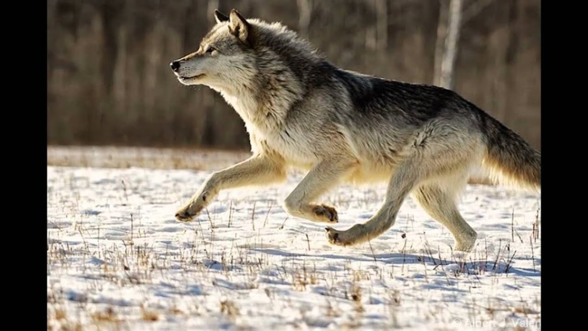 Амурский волк