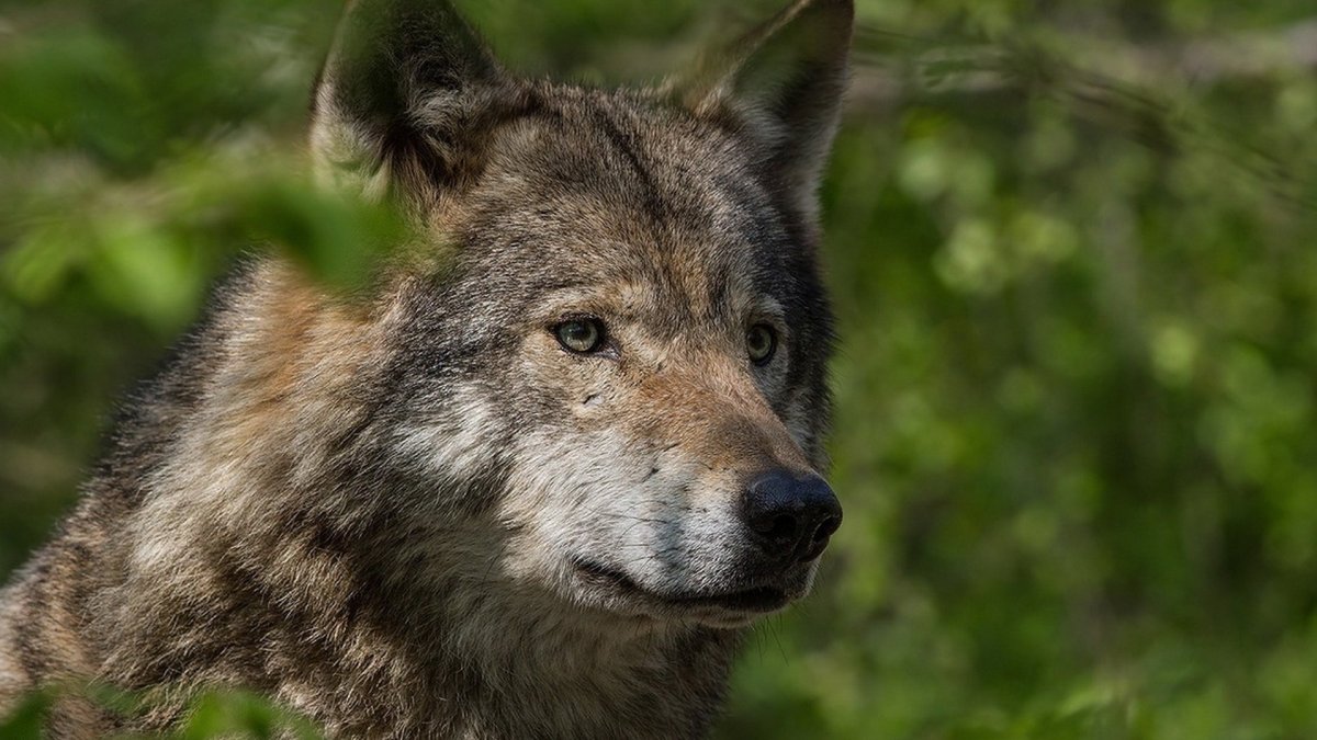 Wolf Wolfdog Бегларян