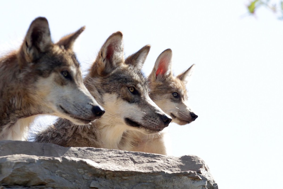 Волк арт черно белый
