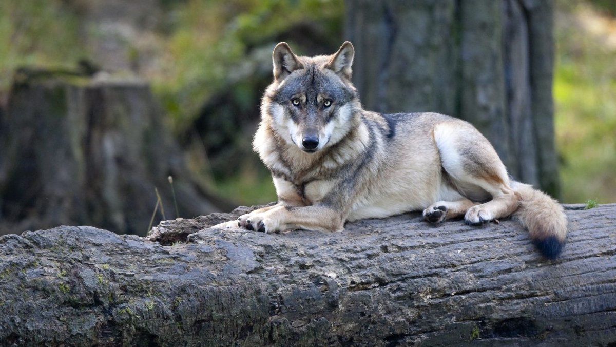 Волк в беге