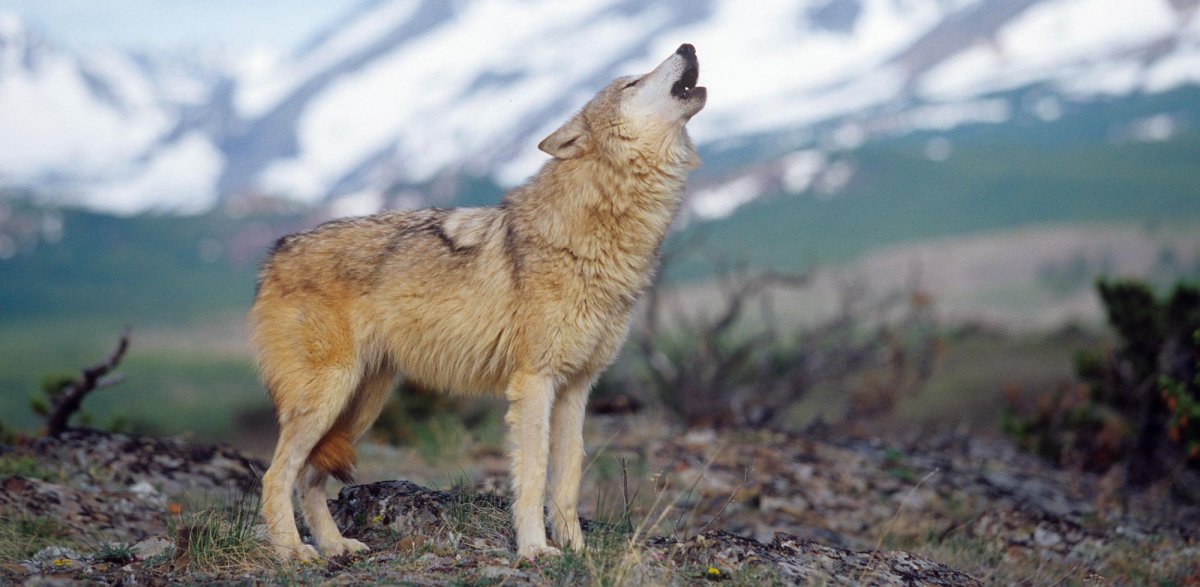 Карпатский волк фото