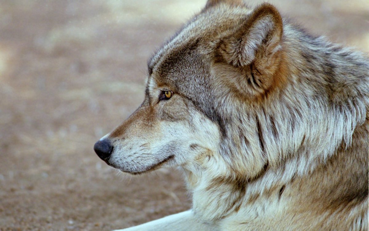 Волк со спины